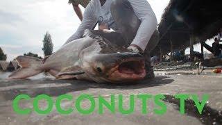 Fishing for the Giant Mekong Catfish with Oz Chanarat | Coconuts TV