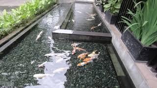 Kolam KOi Cantik Minimalis