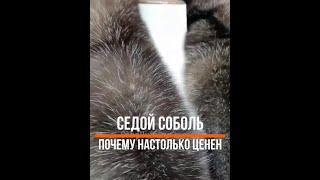 Почему Седой Соболь Настолько Ценен