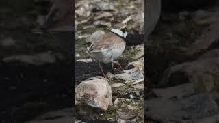 Ringed Plover