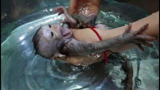 Cute Lori Baby Monkey crying loudly afraid Mommy & Scaring cool water