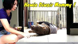 TEGA BANGET ! Reaksi Hewie Pitbull Gak Boleh Masuk Rumah | Anjing Pintar #hewiepitbull