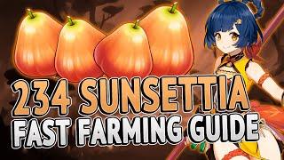 Sunsettia 234 Locations FAST FARMING ROUTE | Genshin Impact 2.4