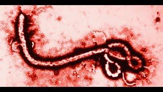 10 Facts about EBOLA Virus