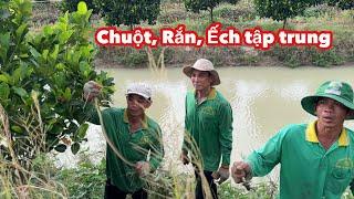 Bội Thu Đầu Tháng • Săn Bắt Trong Vườn Mít Trúng Cặp Rắn Và 1 Túi Chuột Ếch | Bông Lúa Đồng Tháp