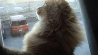 Murphy Siberian cat chirping