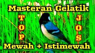 Masteran gelatik batu gacor full isian super mewah