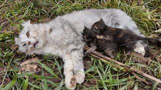 Luck happened | poor mother cat and her kittens fainted from hunger | Animal Family