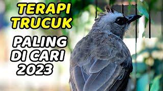 Trucukan gacor ropel panjang BERSIH ini 100% paling ampuh buat pancingan trucuk cepat nyaut gacor