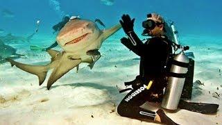 10 Friendliest Sharks in the Ocean