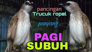 pancingan trucuk ropel panjang cengkok termerdu saat subuh