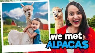 Asher met ALPACAS || Most Scenic DRIVE in New Zealand 