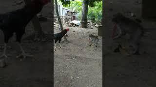 Pertarungan sengit Kera vs Ayam