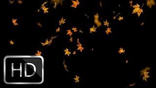 Falling Autumn Leaves moving Background loop