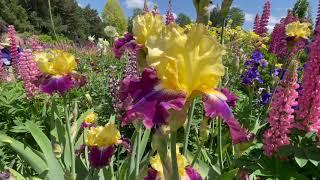 Schreiner's Iris Garden Tour 2021