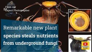 Remarkable new plant species steals nutrients from underground fungi
