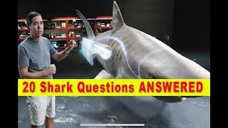 20 Shark Questions ANSWERED by Famed Shark Biologist, Dr. Stephen Kajiura