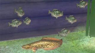 The Legend of Zelda: Twilight Princess HD - How to catch the Legendary Hylian Loach (Guide)