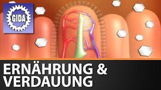 Trailer - Ernährung & Verdauung des Menschen (2005) - Biologie - Schulfilm