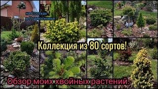 Обзор всех моих хвойных растений. 80 сортов на 6 сотках. Хвойная коллекция