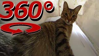 360 Degree Cat Video - The Cat's In the Bag - Full Version