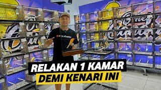 REVIEW KENARI BESAR & RAWATAN MUSIM HUJAN DI KANDANG OMEZ CANARY