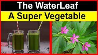 The Amazing Health Benefits of Eating WaterLeaf