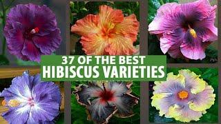 37 Best Hibiscus Flower Varieties with Names | Beautiful Hibiscus Varieties with names