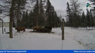 Highland Cows Live