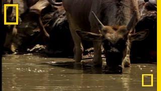 Croc vs. Wildebeest & Gazelle | National Geographic