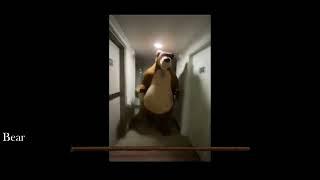 Bear chasing man down the hall MEME