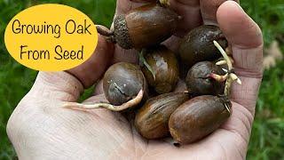 Growing Oak Trees from Acorns - Easiest Method