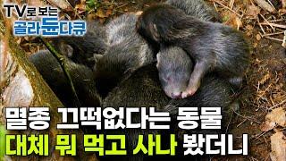 일부일처제로 가족 꾸려서 야생에서 잘도 살아남는 특이한 동물｜너구리는 대체 뭘 먹고 사는가｜다큐프라임｜#골라듄다큐