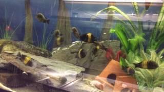 Tropheus moorii colony update