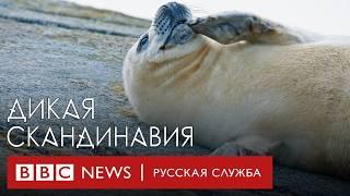 Потрясающие пейзажи, дикая природа и уникальная культура Скандинавии | Документальный фильм Би-би-си