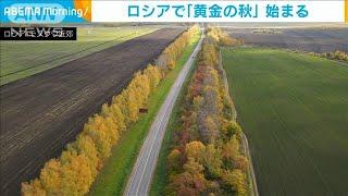 「黄金の秋」ロシア・モスクワ近郊で紅葉が見ごろ(2021年10月7日)