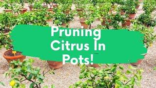 Top Tips For Pruning Citrus Trees In Pots!! | How To Dwarf Any Citrus Tree!! | Grow Citrus Anywhere!