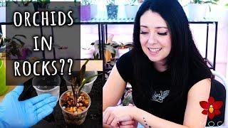 Can you plant Orchids in rocks?? Myth or Truth #21