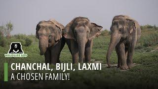 Chanchal Bijli Laxmi The Chosen Family!