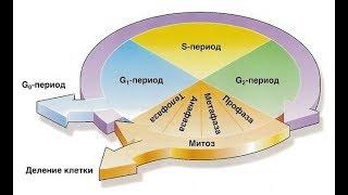 #10 Жизненный цикл клетки. Интерфаза.