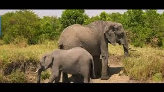 Most Amazing Moments of Wild animals, wildlifeonvideo, wildlifebeauty,@Abdur Rahman 75