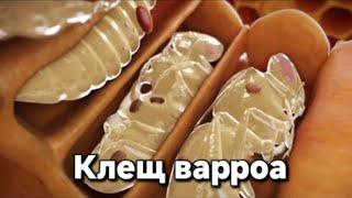 Важные этапы развития клеща Варроа