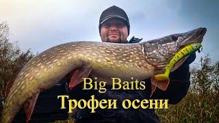 Big Baits. Трофеи осени.