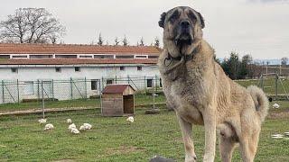 Kangal Ayı Artık Tavuk Ve Güvercinleri Koruyacak