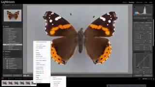 Imaging Lepidoptera: Dorsal