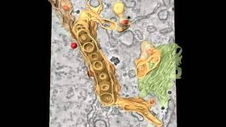 Flaviviridae Replication Organelles: Oh, What a Tangled Web We Weave: Video 1