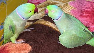 Bolne wale parrot ki badmashi