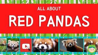 All about the Red Panda  | Fun English Lesson for ESL, ELL, KIDS 