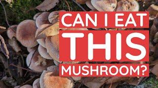 Discover & ID this Rare Fall Mushroom