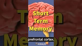 Short Term/Long Term Memory Conversion #memory #shorts #brain #cortex #neuroscience #kraus #houston